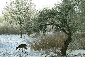 De små vilde - Vinter